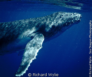 Baby humpback whale in the waters of Vava'u, Tonga. This ... by Richard Wylie 